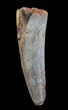 Bargain, Spinosaurus Tooth - Real Dinosaur Tooth #72268-1